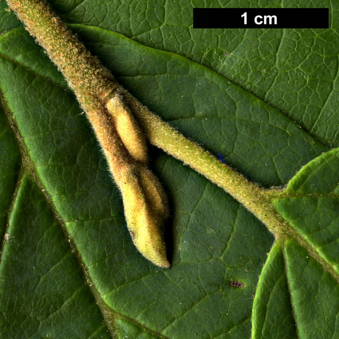 High resolution image: Family: Hamamelidaceae - Genus: Hamamelis - Taxon: vernalis - SpeciesSub: f. tomentella